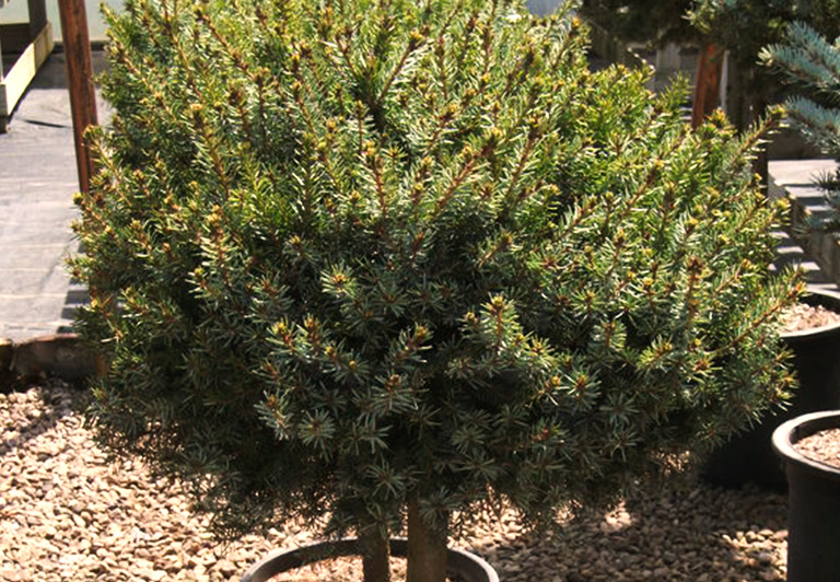 wells greenhouses and landscape nursery stock